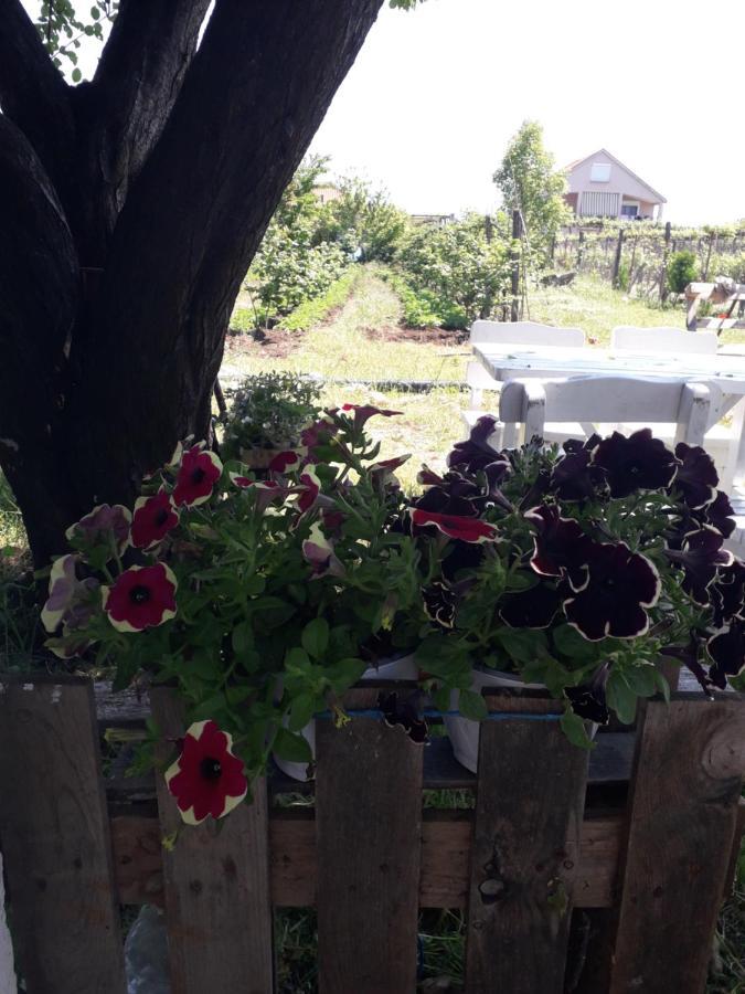 Anza Camping Shkodra Kültér fotó